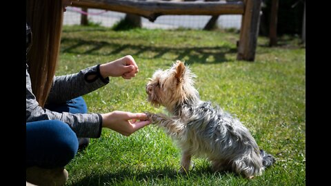 Basic Dog Trainings - Top 10 Essential Commands Every Dog Should Know