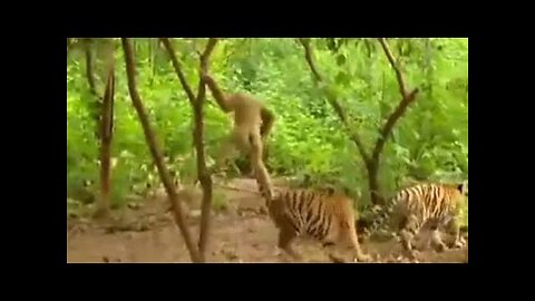 Funny Animal 😆😆😆 #animals #funnyvideo #funnyshorts #shorts #funnyanimals