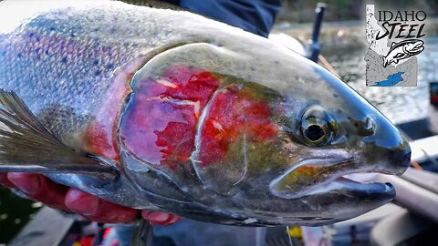 The BIGGEST Summer STEELHEAD In The USA! (Idaho Steelhead Fishing)