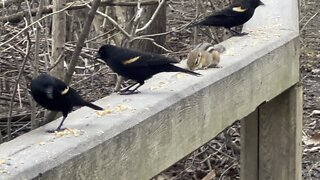 Chipmunk among Red tipped Black Birds