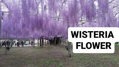 WISTERIA FLOWER