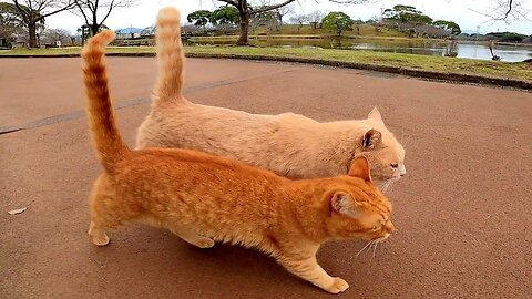 A cute stray cat combination that comes out happily when you look at your face is cute