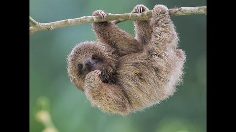 cute baby sloth in costa rica, meet Hope