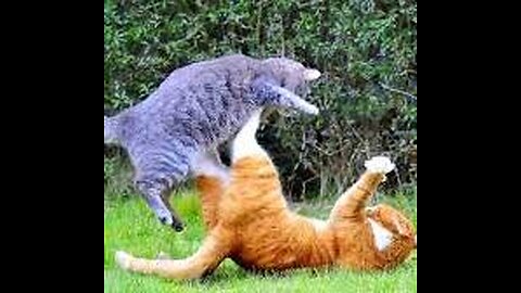 cat fight very funny