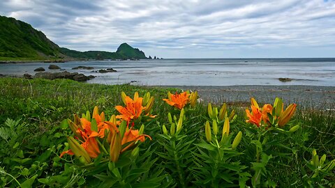 "Lilium bulbiferum: The Fiery Splendor of Orange Lily Blooms"