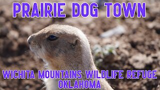 Prairie Dog Town | Wichita Mountains Wildlife Refuge Oklahoma