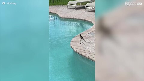 Lagarto atravessa piscina correndo para fugir de cão