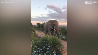 L'emozionante incontro con un elefante selvatico