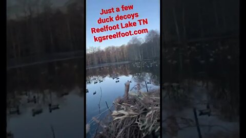 Just a few duck decoys. Reelfoot Lake TN