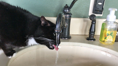 Sid the Water Cat asks for a drink of tap water