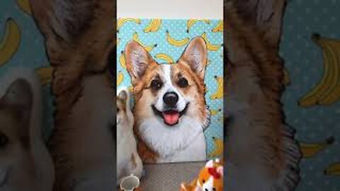 Corgi Obsession | Tofu the Corgi | #shorts