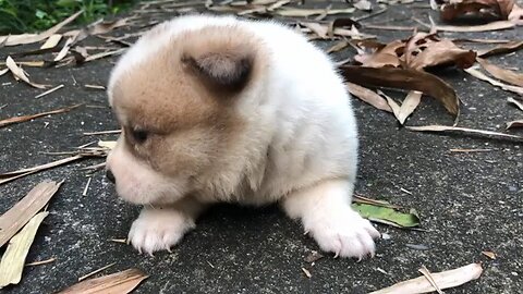 puppy calls mom