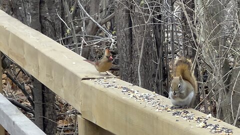 Red-Tailed Squirrel has zero care about guests 2