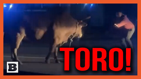 Toro! Bull That Escaped from Massachusetts Rodeo Charges Man Before Capture