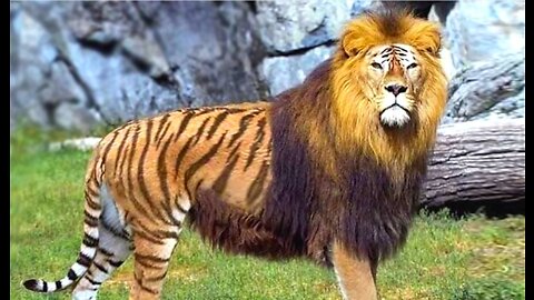 10 AMAZING Hybrid Animals