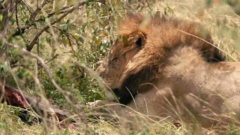 national parks, wild animals 4k documentary for kids Video