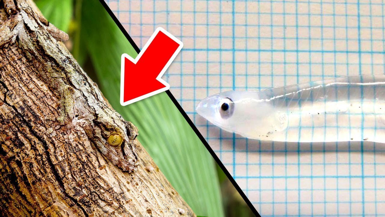 Invisible Animals in the World That Surprise Scientists