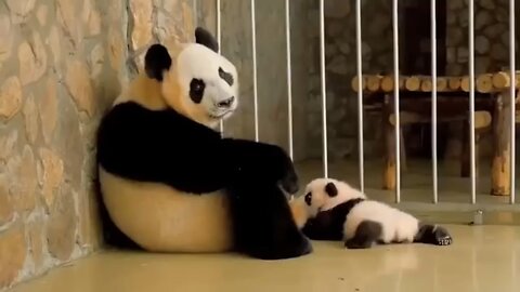 Cute panda baby with mother beautiful moment 🥰