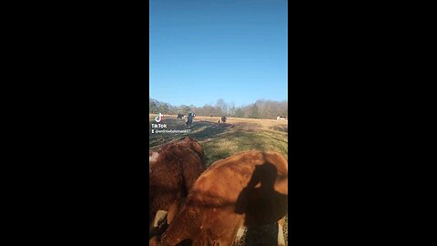 Momma cow and baby bull calf.