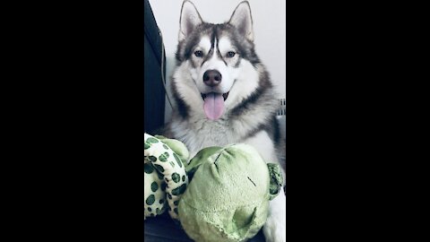 Husky pluck the frog