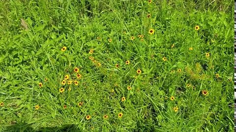 Seed needs wildflower seed mix update