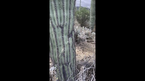 Saguaro cactus