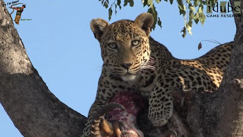 Male Leopard Feeds In The Sun