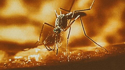 INFOWARS Bowne Report: Mosquito Gates Prepares October Surprise - 8/25/24