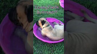 Puppy in pool ! Keeping cool. LonelyCreek bullmastiff