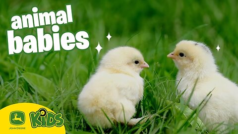 The CUTEST Baby Animals On The Farm! 🐣