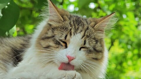 Cute Kitty Washes His Paws and Face