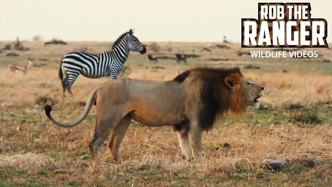 Lion Leaves The Pride To Patrol His Territory | Maasai Mara Safari | Zebra Plains