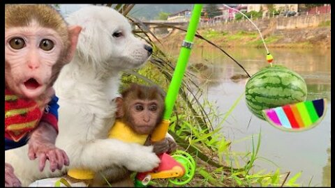 Miu miu harvest steals watermelon to make juice for Baby monkey puppy feed duckling