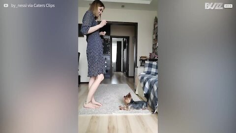 Cute little dog shares dance with owner