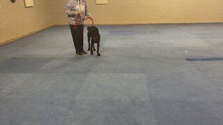 Queen Sophia Kay of the South AKC sit stay lesson with distance and circling