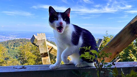 Are There More Stray Cats in the Abandoned Mountain Building?