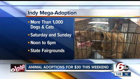 Over 1,000 dogs & cats up for adoption for just $30 each at the Indy Mega-Adoption Event