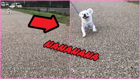 Funny Japanese Dog Tik Tok Video 2021