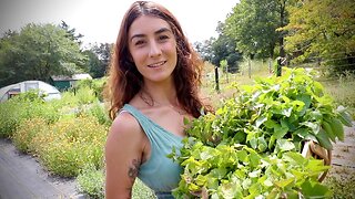 Preserving the Abundance of Lemon Balm!