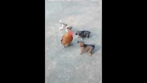 Hen VS Dog Fight - Funny