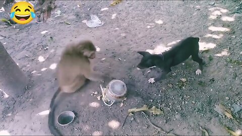 Monkey vs dog real fight | funny dog vs monkey video l funny video l comedy videos