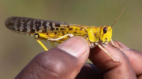 GLOBAL ELITES TRIALING INSECT BASED DIET ON AFRICAN CHLDREN