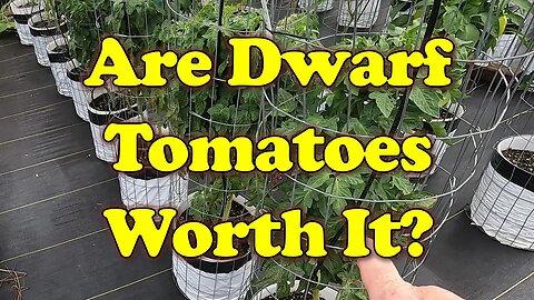 Dwarf vs Indeterminate Tomatoes: Dwarf Hype Worth It?