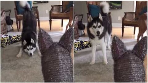 Husky is not a fan of Christmas decoration