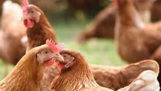 Chickens warmly greet owner when he gets home