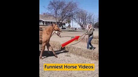 Funniest Horse Videos