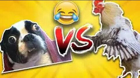 Chicken And Dog Fight // Funny AnimalsVideos