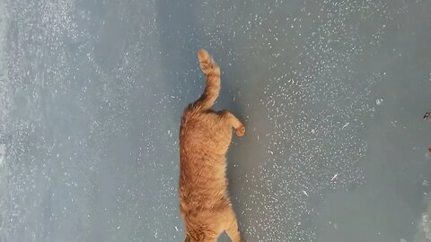 Cat Steals Fisherman's Catch