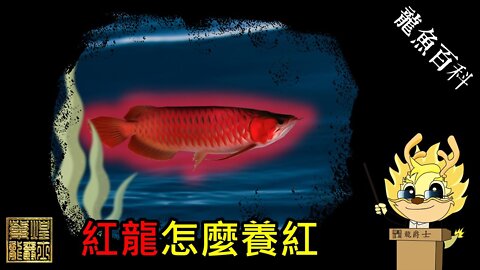 【龍爵士】龍魚百科-紅龍怎麼養紅