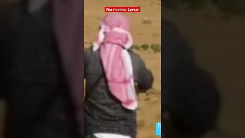 Desert 🏜️ Hunting Arabian Greyhounds 🐕 Vs Hare 🐇 صيد الصحراء الكلاب السلوقية العربية مقابل الأرنب